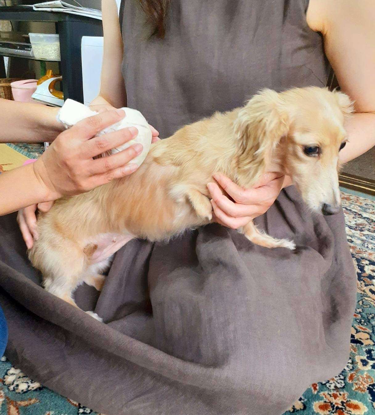 保護犬の7歳の女の子 宝塚市 K様