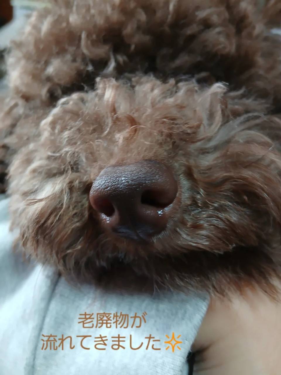 訪問 ドッグマッサージ(*^^*)