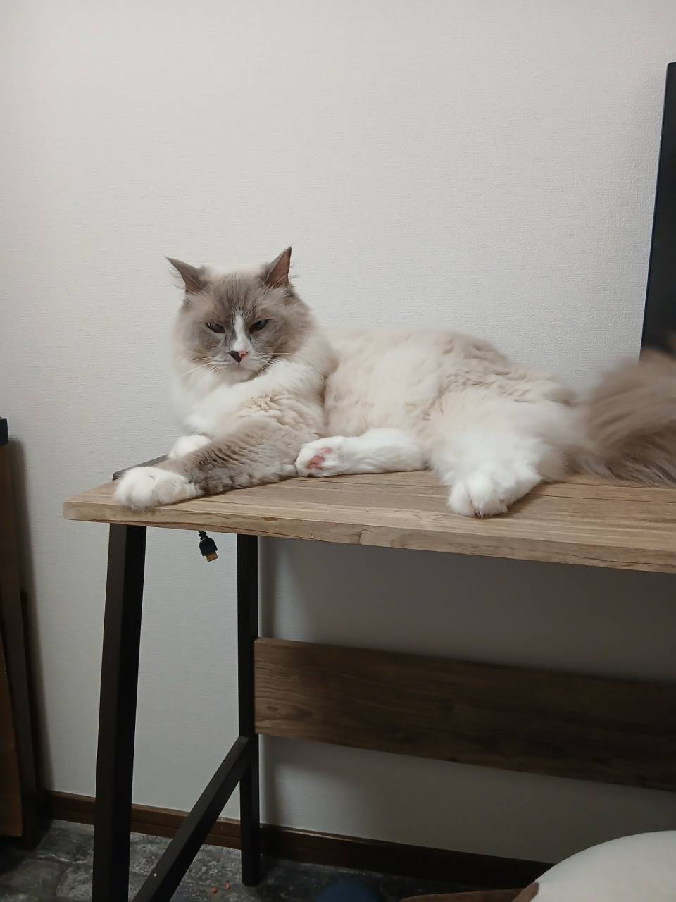 猫ペットシッター川西市(^-^)/