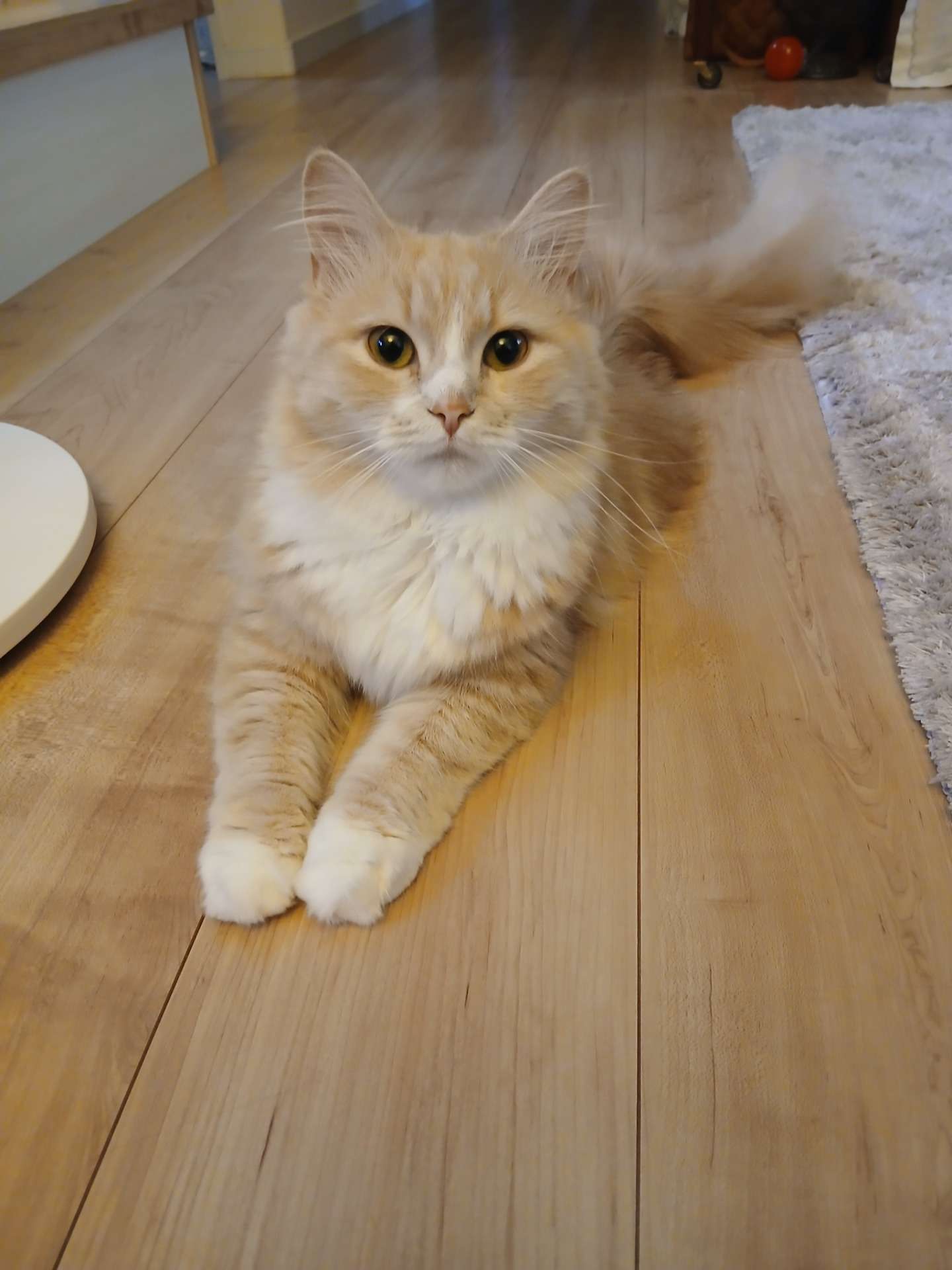 猫ペットシッター箕面市(^-^)/